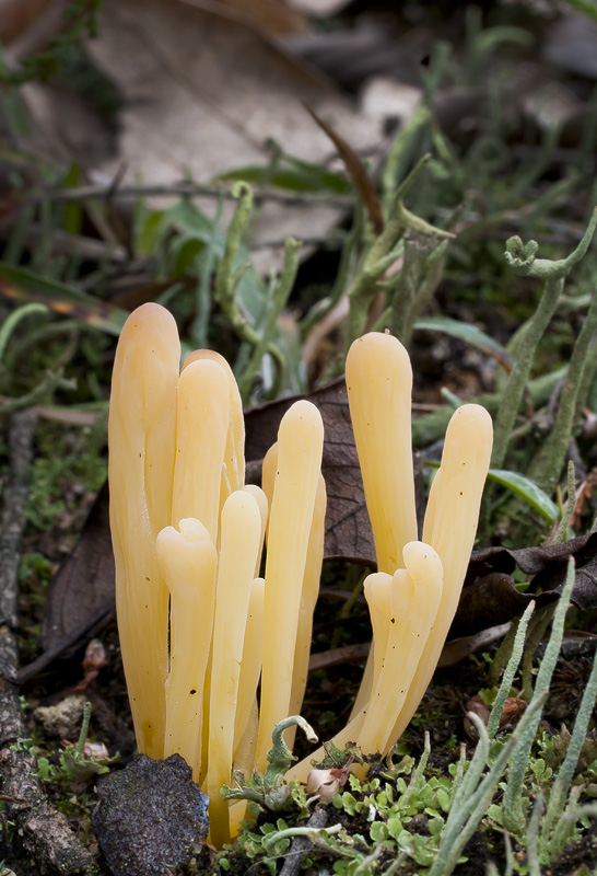 Clavaria argillacea